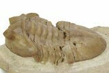 Bargain, Stalk-Eyed Asaphus Punctatus Trilobite - Russia #363086-3
